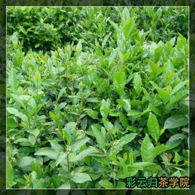 2016年中國茶葉價格表及代理銷售分析——以勐?？h勐宋石進雄茶廠與昌寧易佑茶廠為例